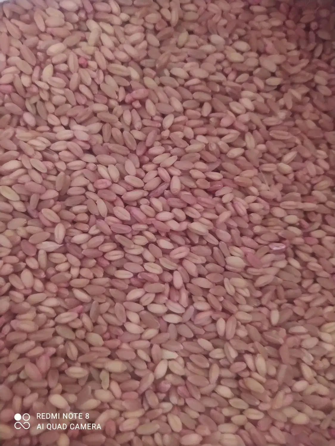 گندم بذر دیم پرآو|خدمات باغبانی و درختکاری|جوانرود, |دیوار