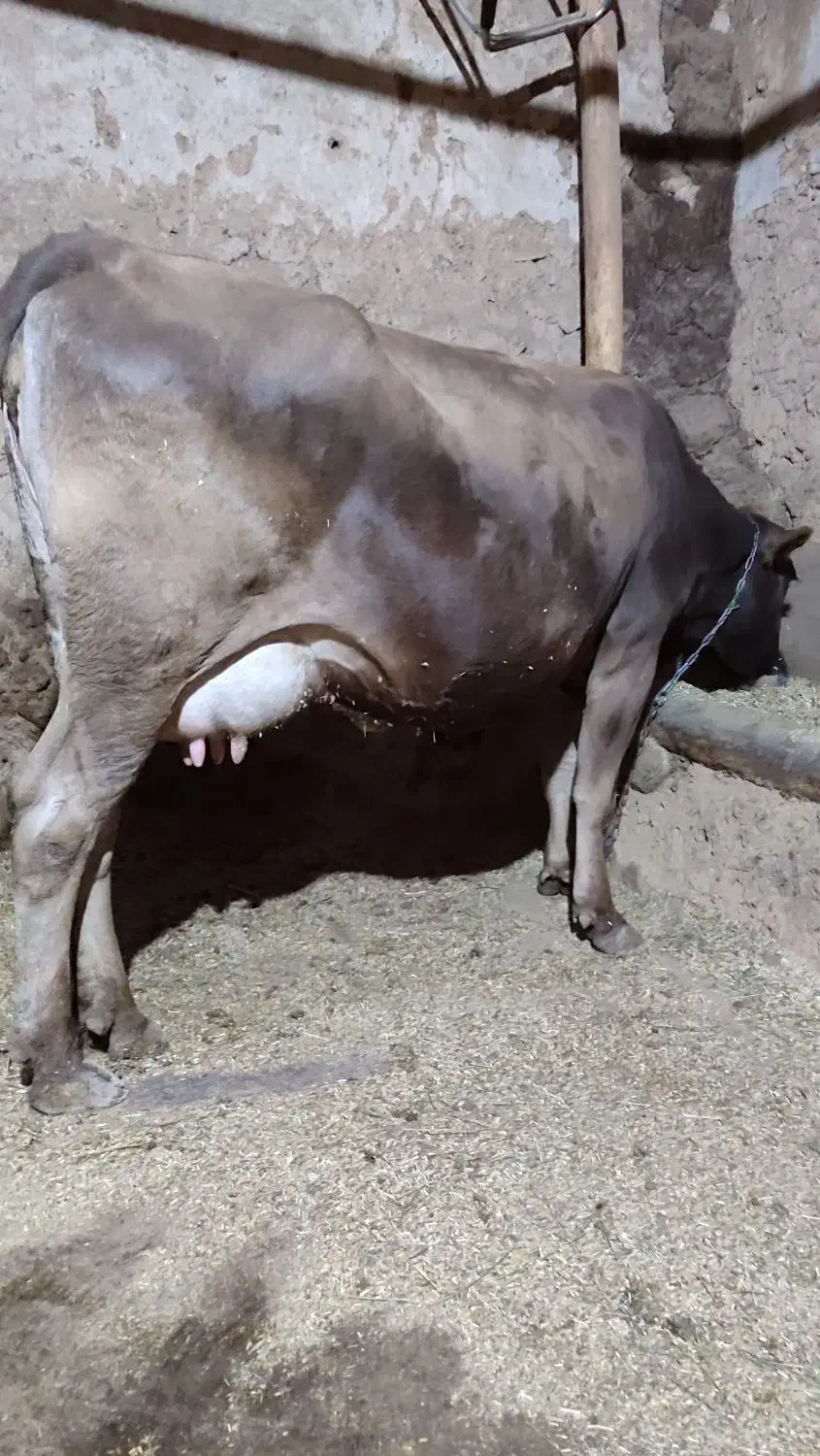 گاو وگوساله سیمنتال|حیوانات مزرعه|تکاب, |دیوار