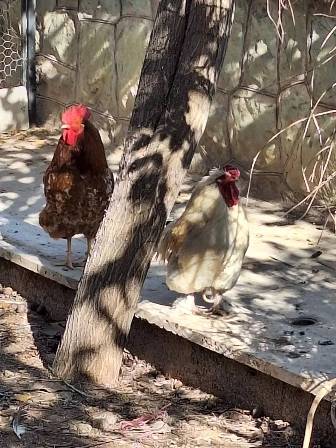 مرغ وخروس|حیوانات مزرعه|پردیس, شهرک صنعتی خرمدشت فاز ۷|دیوار
