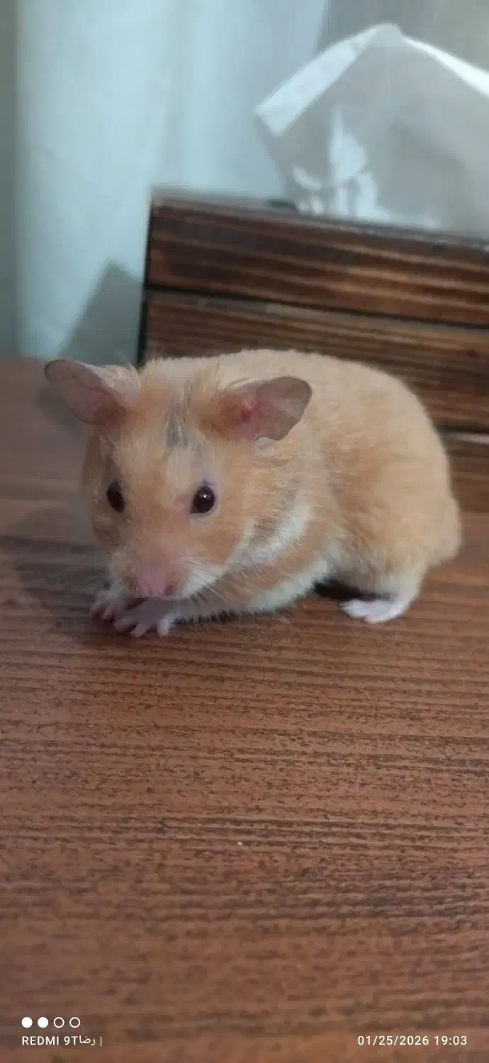 همستر خانگی|موش و خرگوش|تهران, هروی|دیوار