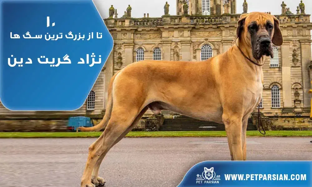 سگ رابه عهده میگرم|سگ|روانسر, |دیوار