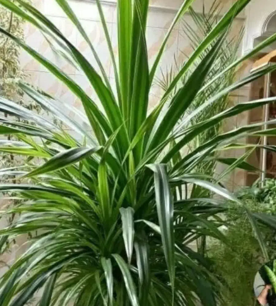 گلدون گیاه پاندانوس|گل و گیاه طبیعی|اهواز, پادادشهر|دیوار
