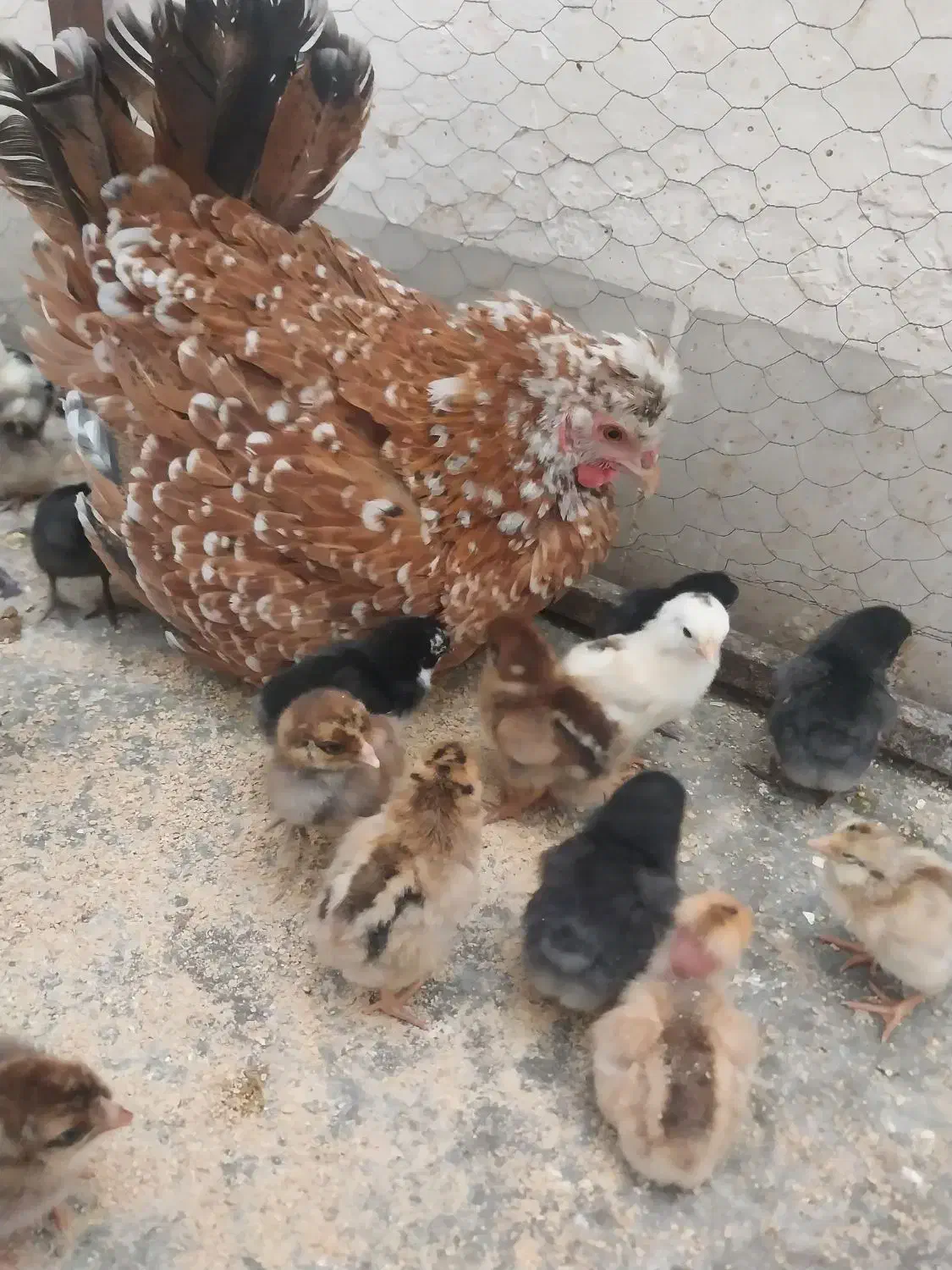 تخم مرغ نطفه دار|حیوانات مزرعه|یزد, |دیوار