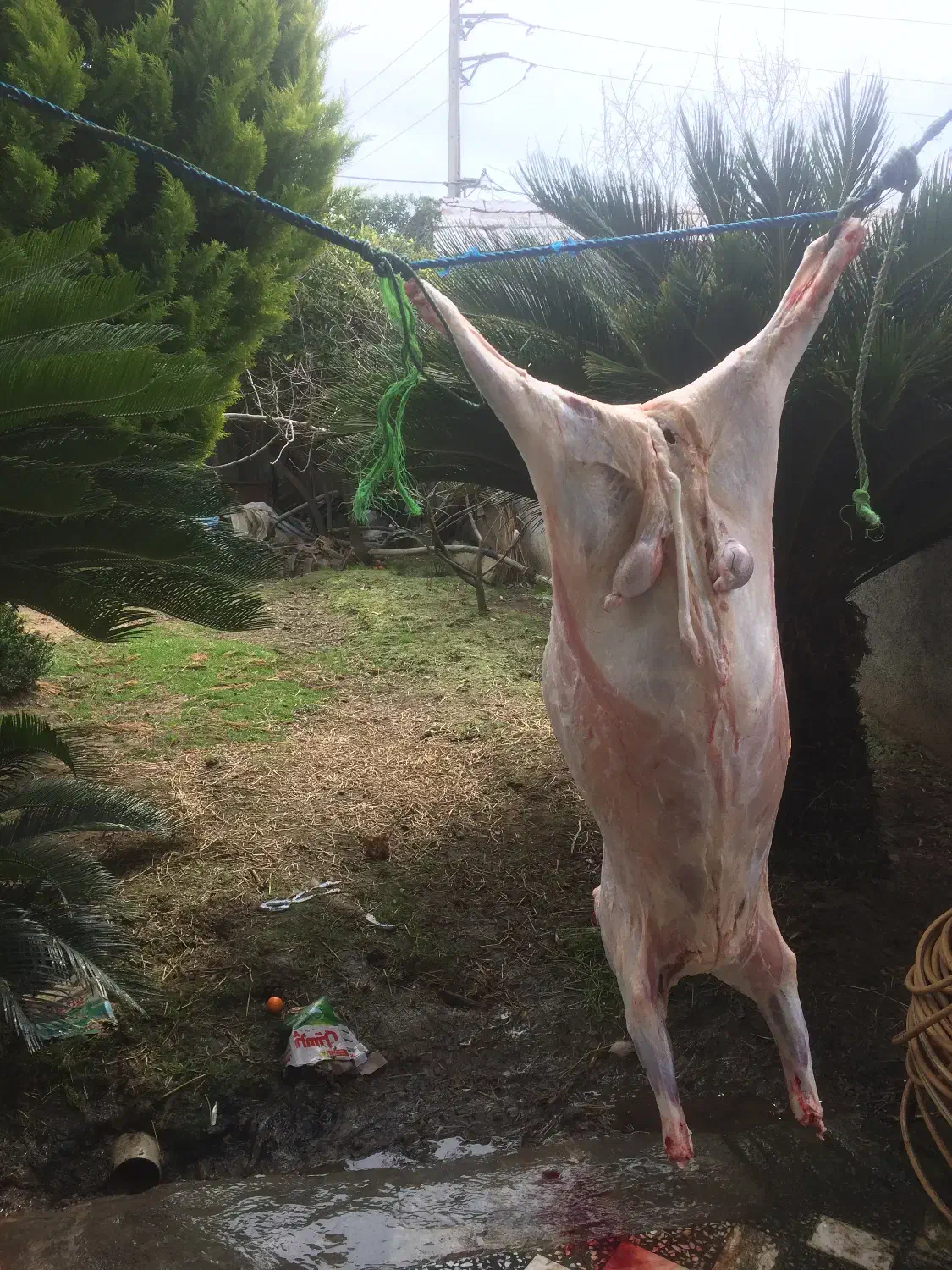 کشتار گوشت گوسفند بره نر زیر قیمت|خوردنی و آشامیدنی|بابل, |دیوار