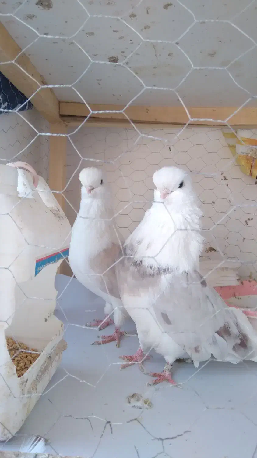 حیوانات کبوتر|پرنده|ساری, |دیوار