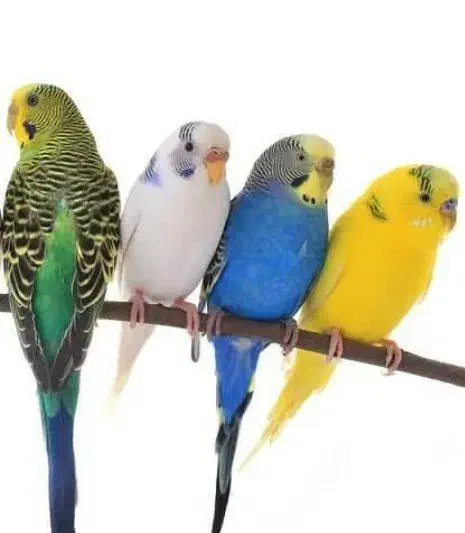 ۴ جفت مرغ عشق بالغ|پرنده|قرچک, باقرآباد|دیوار