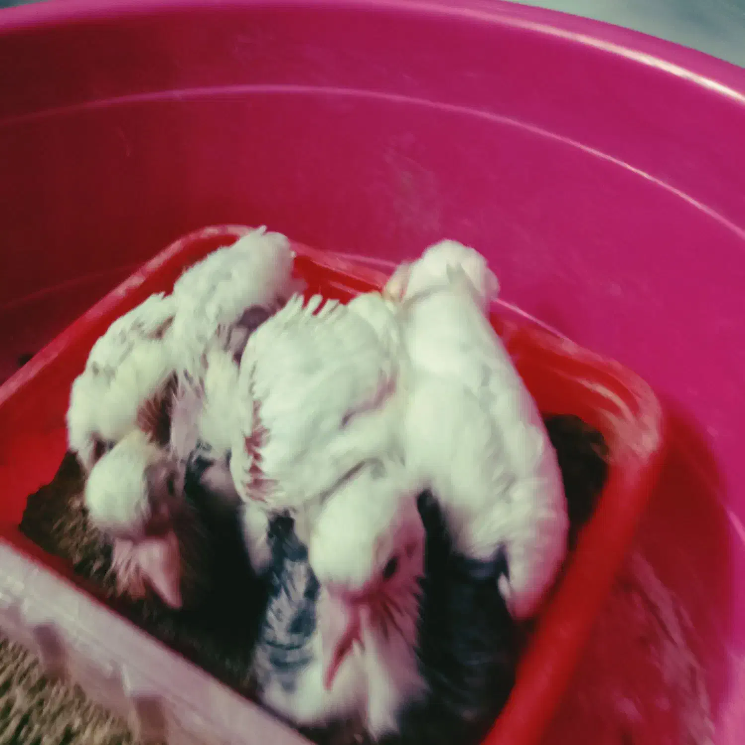 مفلق طوقی کاکلی پالخت طوقی زریین وسرخخالسیاه|پرنده|برخوار, |دیوار