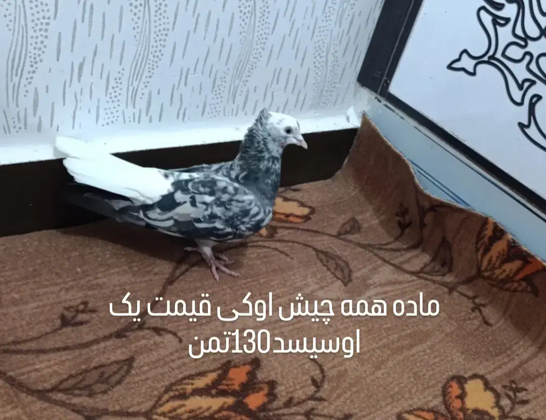 کبوتر برای فروش بازدیدسوسنگرد|پرنده|اهواز, کمپلو شمالی|دیوار