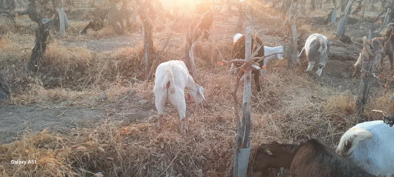 بز ابستن|حیوانات مزرعه|شاهرود, |دیوار