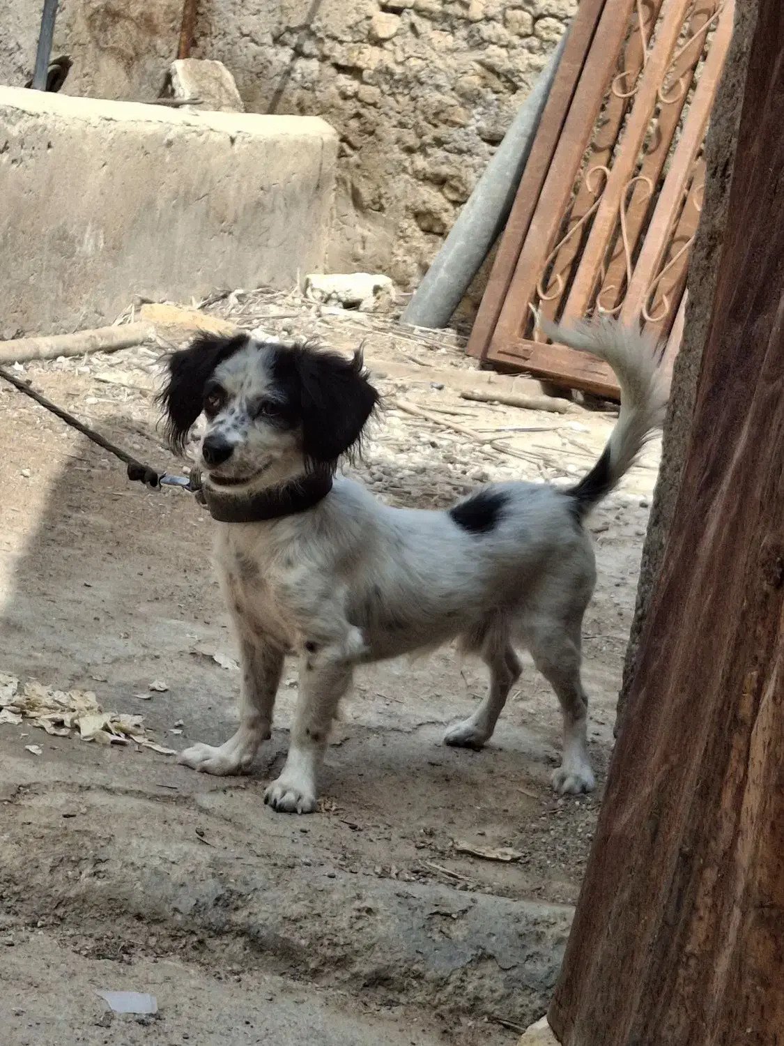 سگ اشپیتز|سگ|شیراز, گچی|دیوار