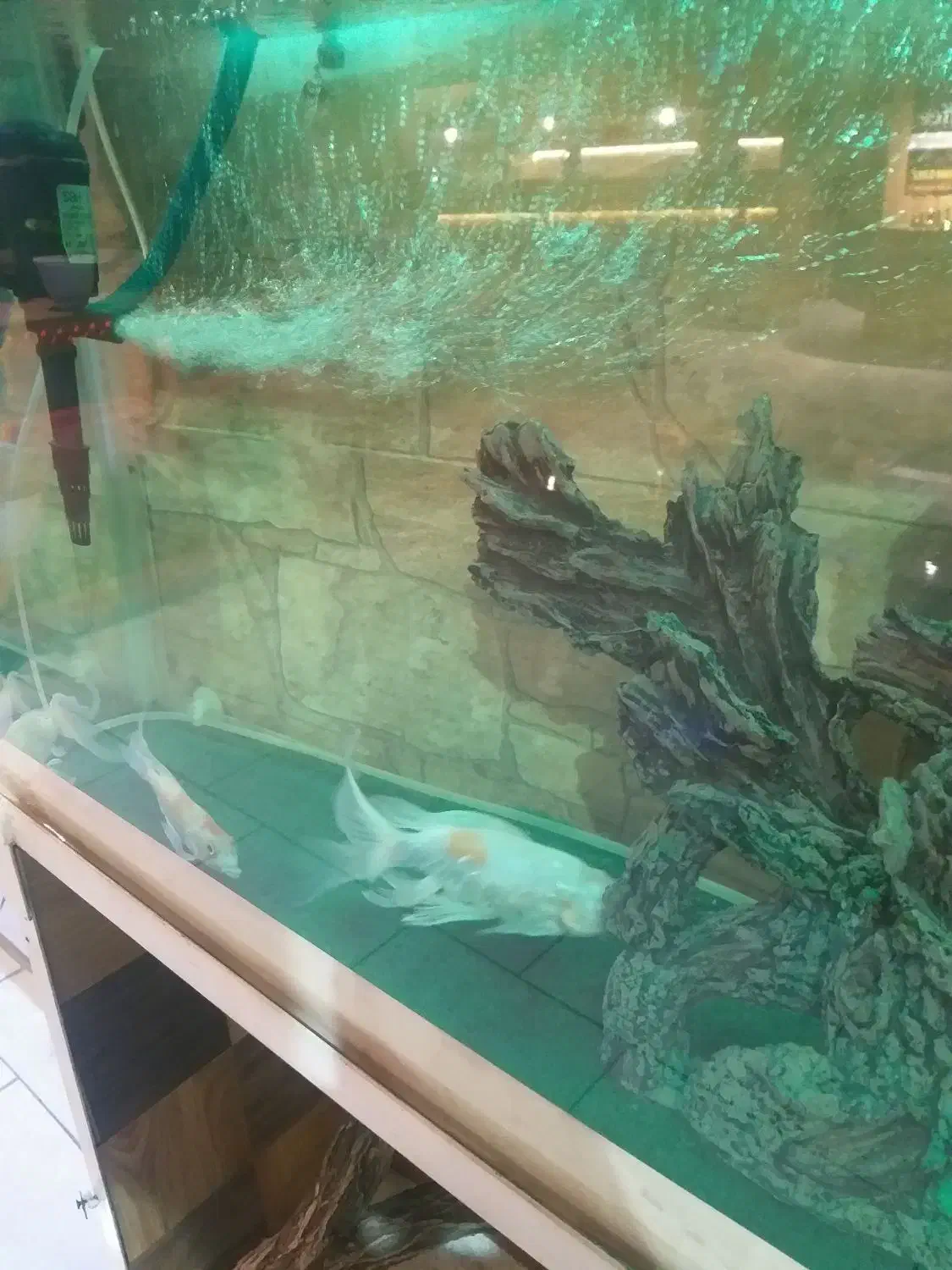 آکواریوم همراه ماهی باتمام لوازم و پایه متحرک|ماهی|گلبهار, شهر جدید گلبهار|دیوار