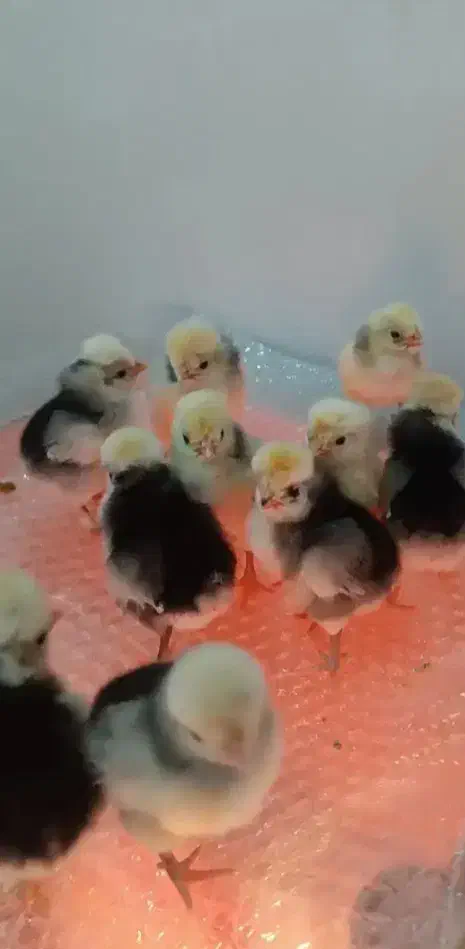 مرغ عشق|پرنده|جم, |دیوار