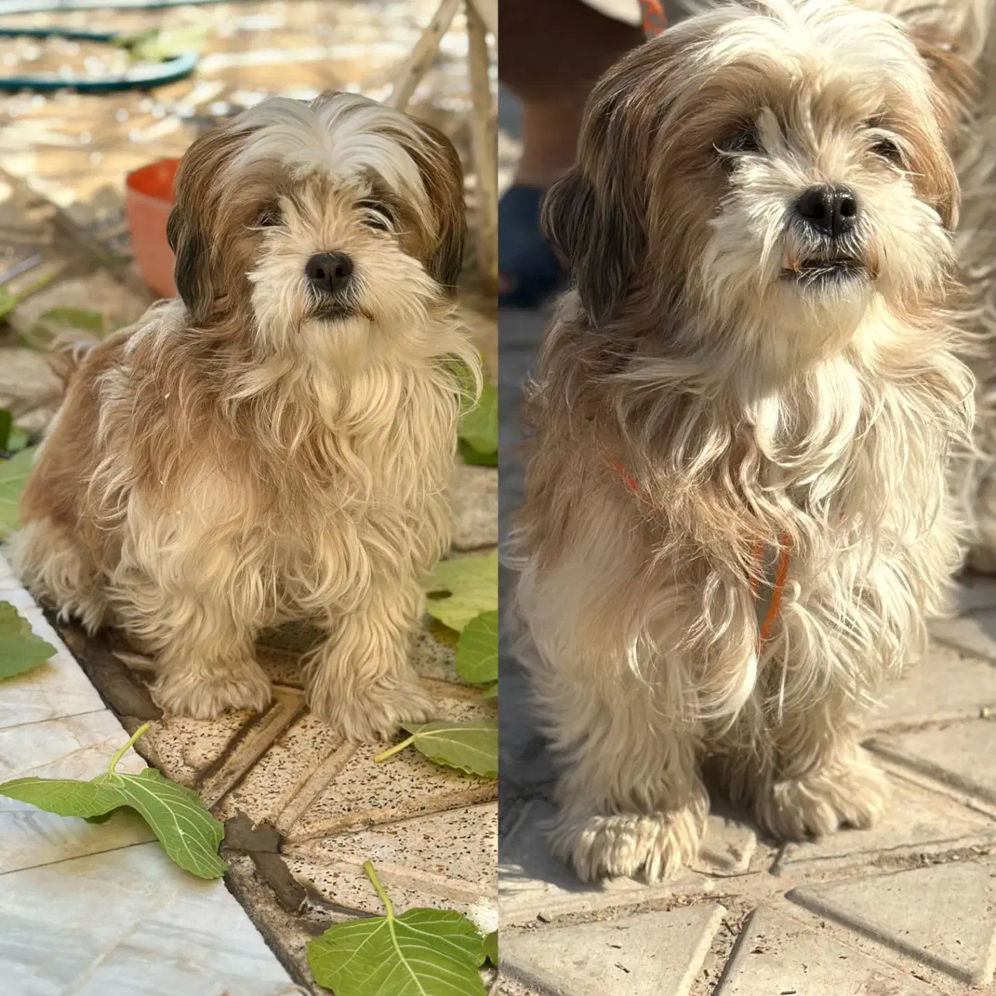 واگذاری رایگان شیتزو فلت|سگ|فولادشهر, B2|دیوار