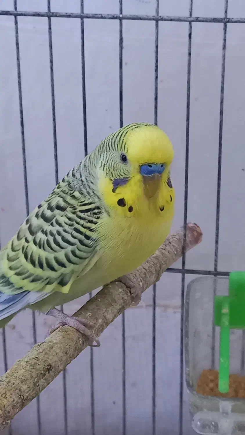 مرغ عشق هلندی زرد و سفید و اسپانگل|پرنده|باوی, |دیوار