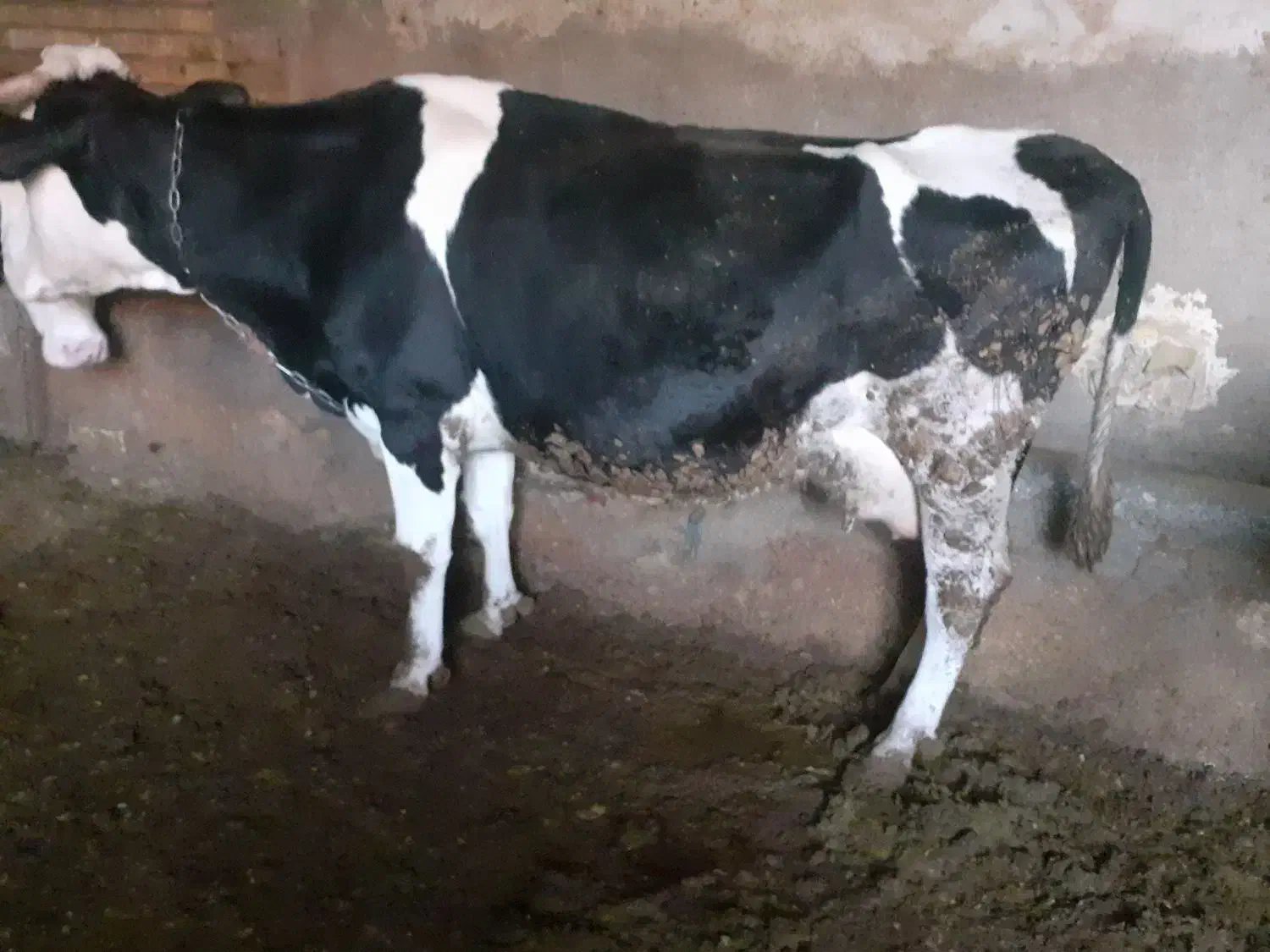 گاو|حیوانات مزرعه|فارسان, |دیوار