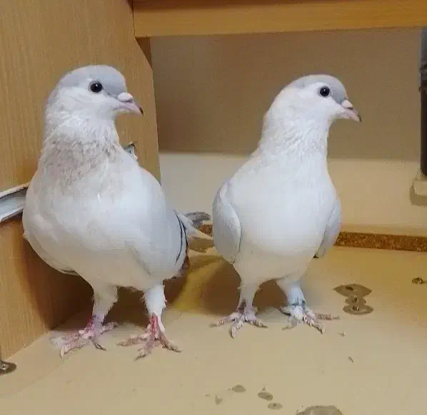 کفتر افغانی|پرنده|تهران, وردآورد|دیوار