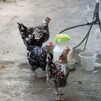 مرغ گلین باکیفیت قیمت مناسب|حیوانات مزرعه|رامیان, |دیوار