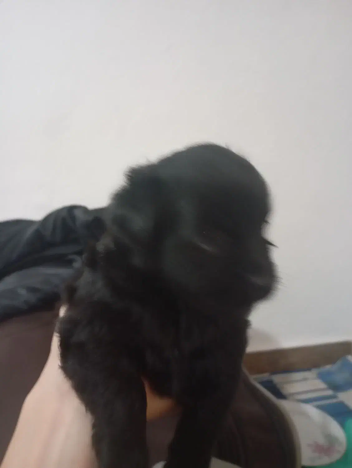 سگ پا کوتاه|سگ|بندر انزلی, لیچارگی حسن رود|دیوار