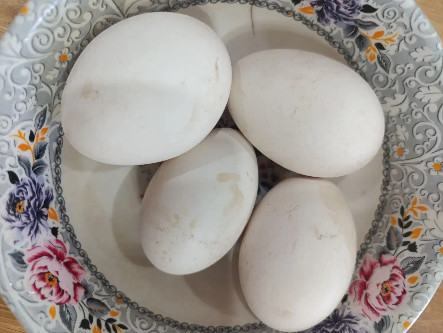 تخم قو غاز لیندا اصیل|حیوانات مزرعه|شلمان, |دیوار