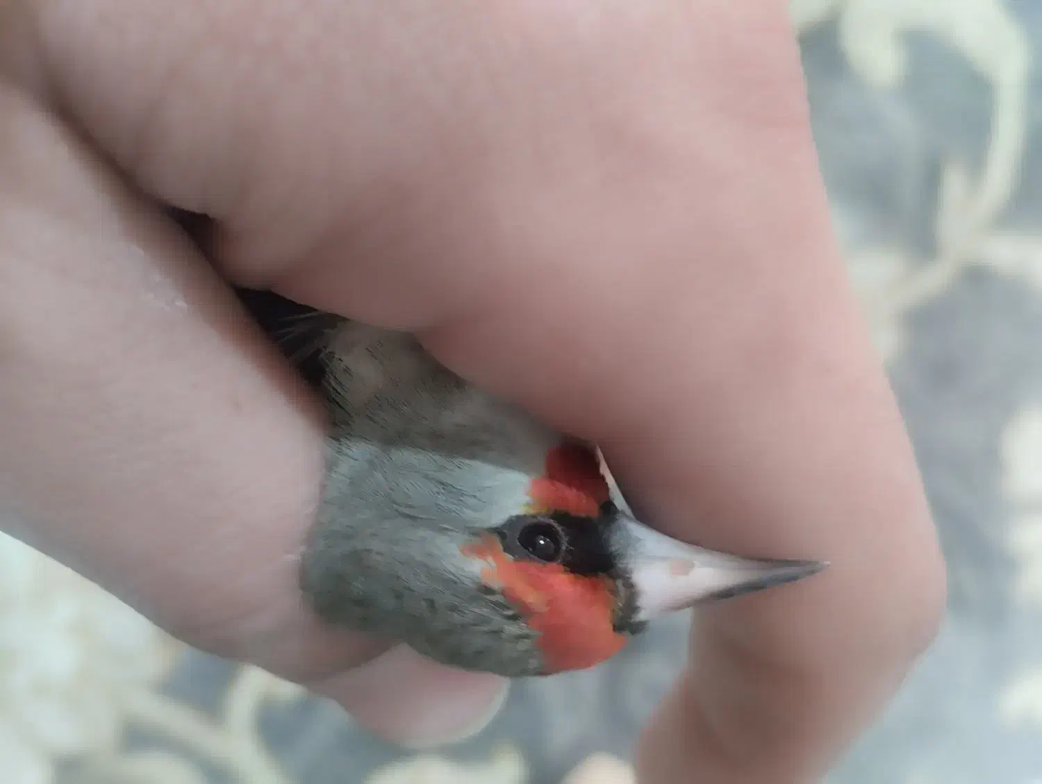 سهره داغسر و کرمونی ورسمی در خدمتم|پرنده|زیرآب, |دیوار