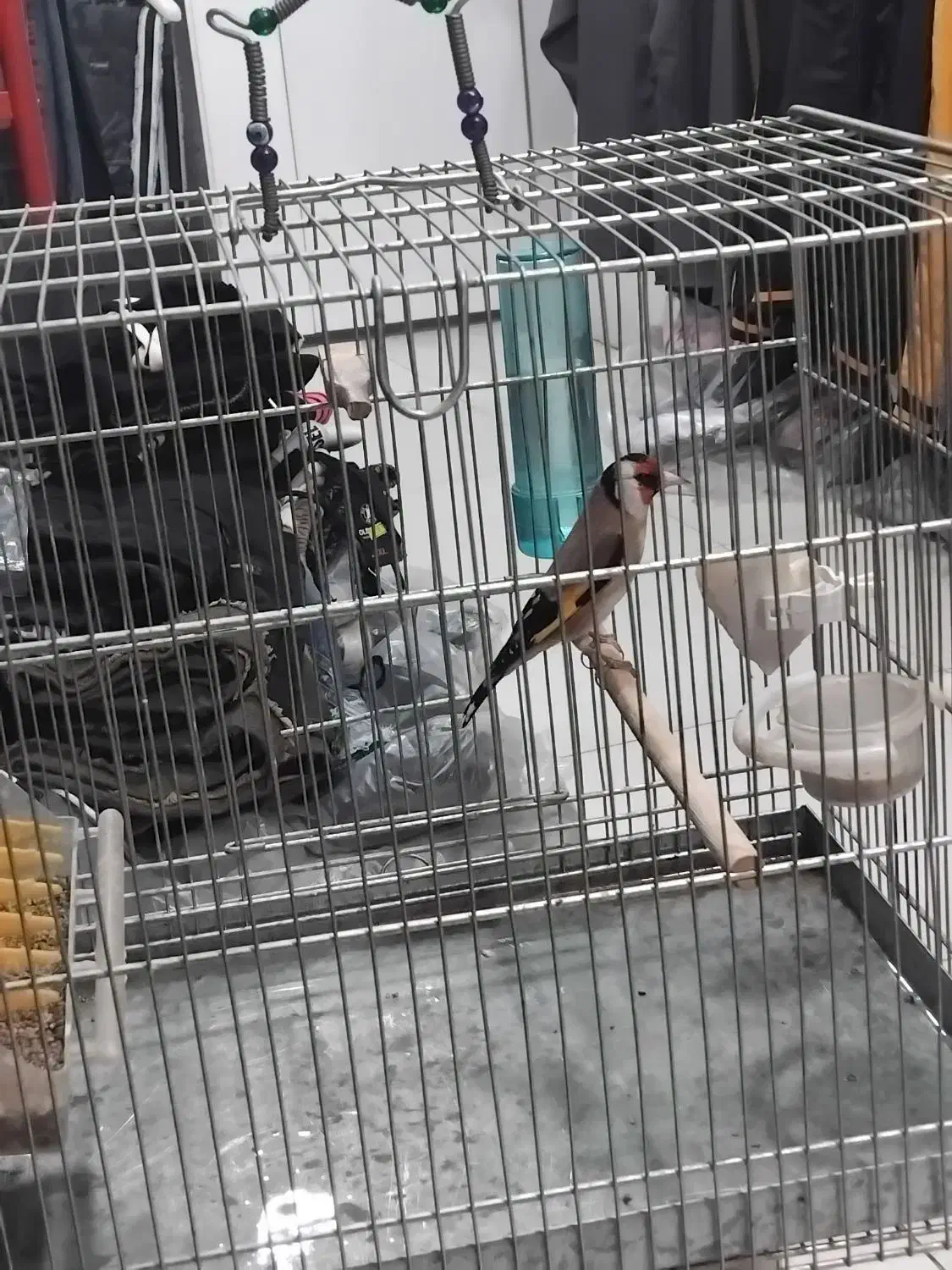 چنتا سهره|پرنده|کوهدشت, |دیوار