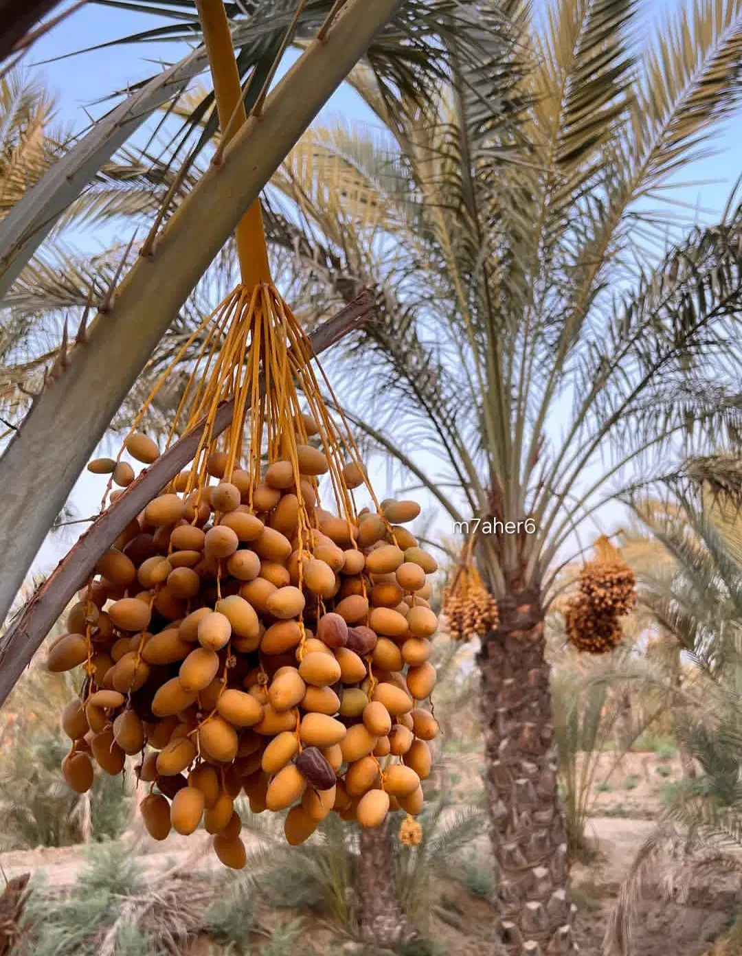 بهترین انتخاب نخل خرما هدف محیط زیست|خدمات باغبانی و درختکاری|اهواز, کارون|دیوار