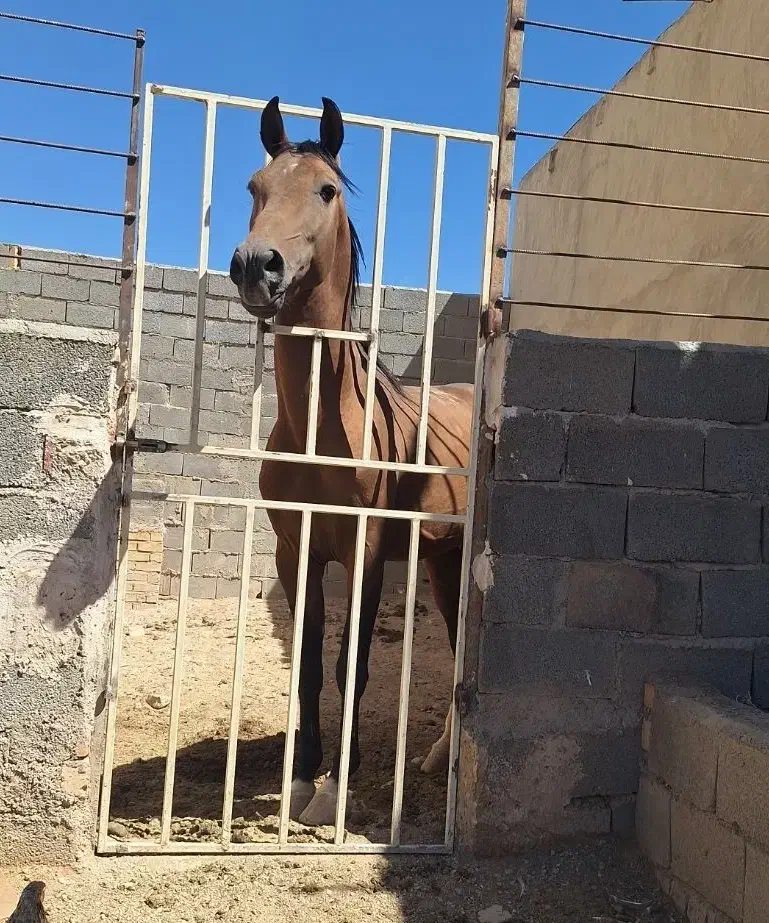 نریون ۶دانگ دم پرچمی با لوازم|اسب و تجهیزات اسبسواری|مشهد, تبادکان|دیوار