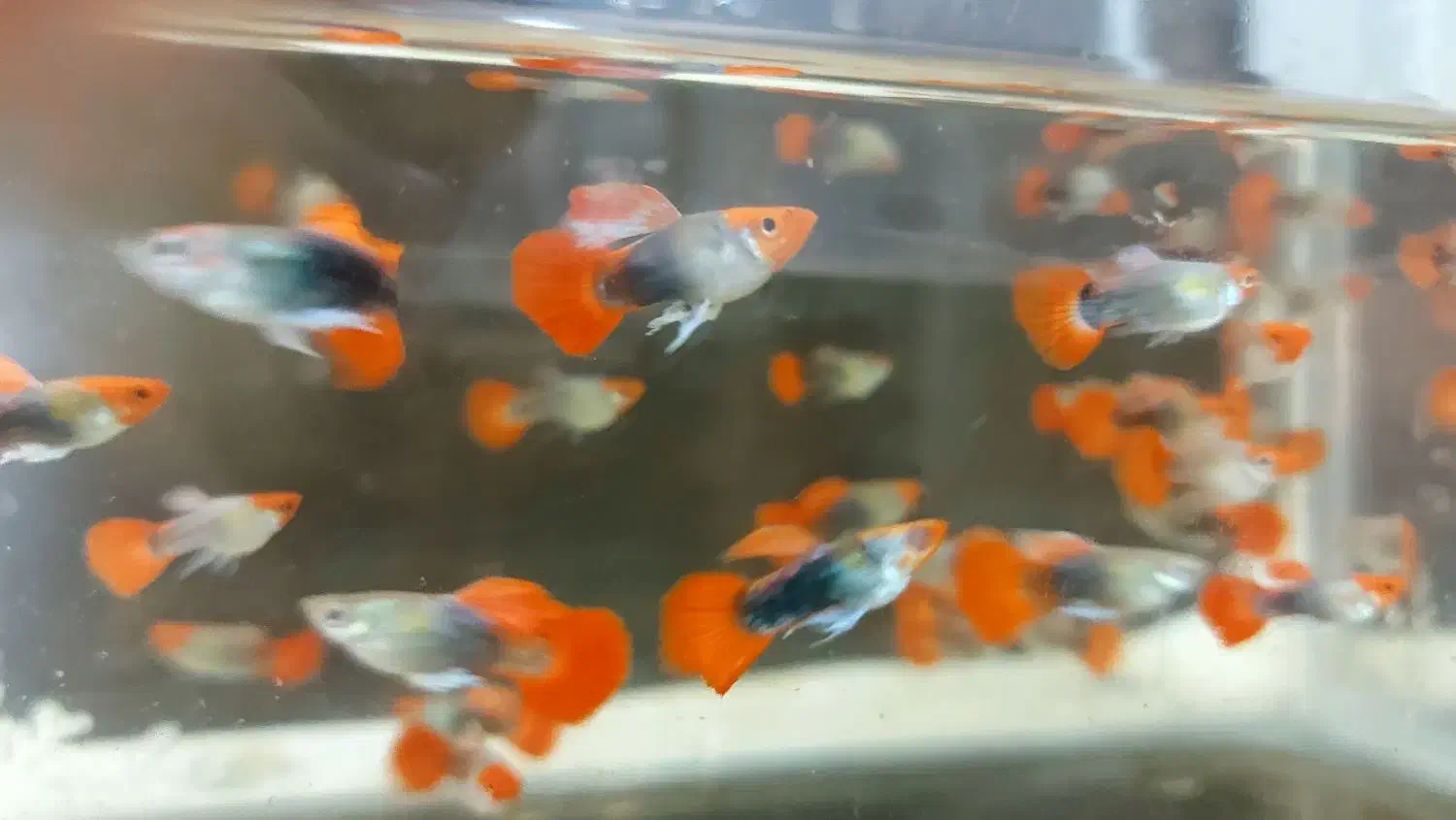 گوپی خاص|ماهی|تهران, اوقاف|دیوار