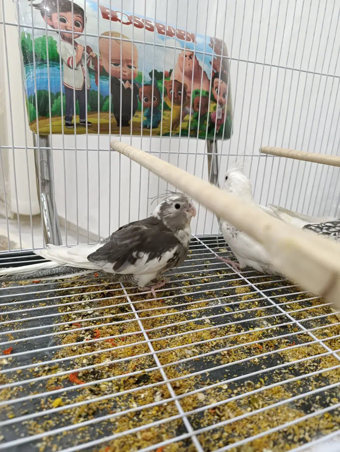 عروس هلندی|پرنده|تربت‌حیدریه, پیشکوه|دیوار