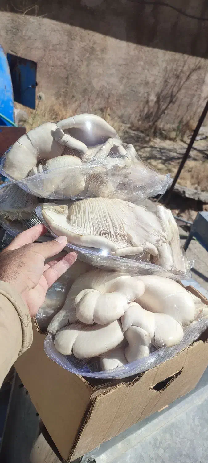 نیروی بازاریاب|استخدام بازاریابی و فروش|یاسوج, |دیوار