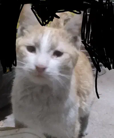 گربه|گربه|تربت جام, المهدی|دیوار