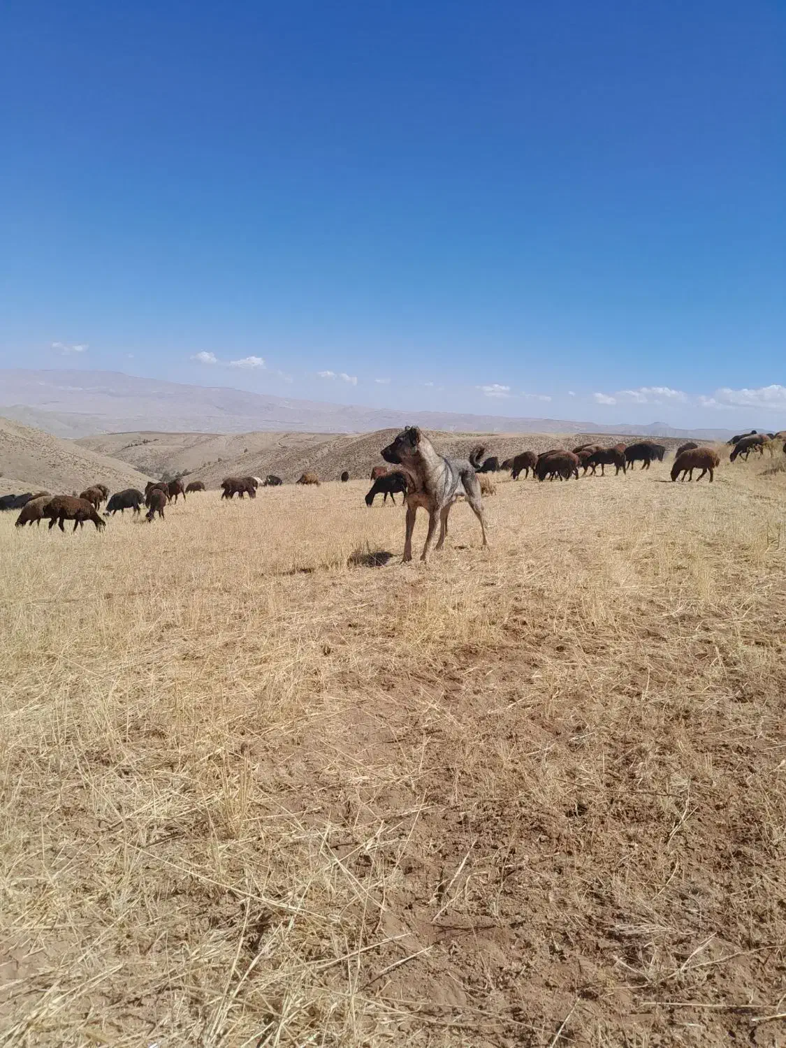 سگ عراقی|سگ|انگوران, |دیوار