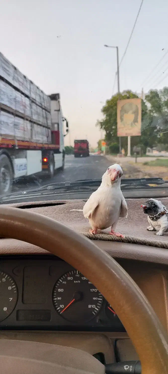 عروس هلندی البینو|پرنده|شوش, |دیوار