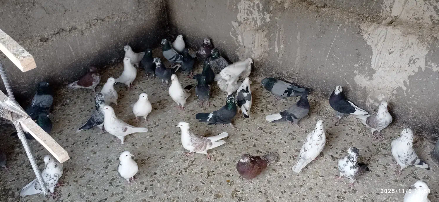 کبوتر فوق پرشی|پرنده|وحیدیه, |دیوار