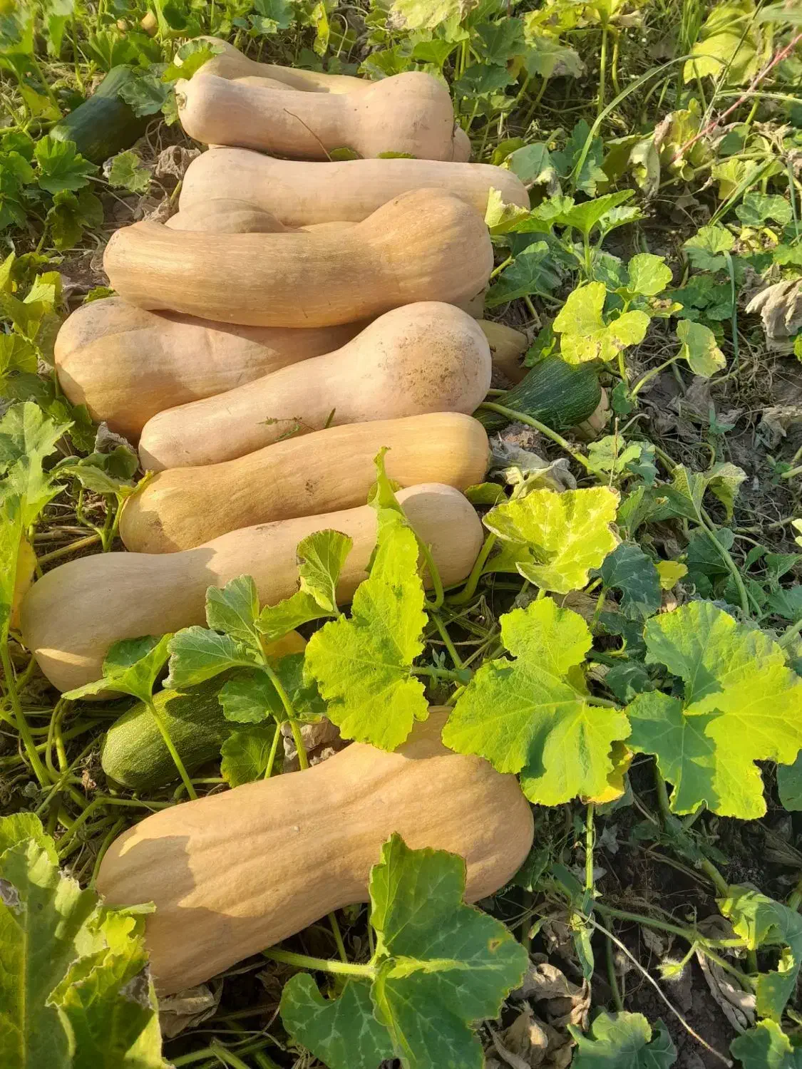 کدو|خوردنی و آشامیدنی|چورزق, |دیوار