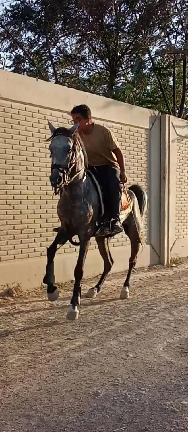 آموزش اسب|اسب و تجهیزات اسبسواری|اصفهان, قائمیه|دیوار