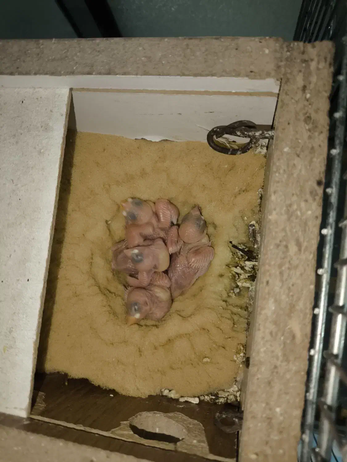 فنچ‌ نرگسی مولد جوان|پرنده|آباده, |دیوار