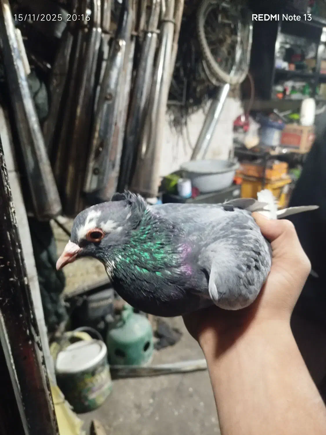 بدرنگ پلنگ ریشی|پرنده|زرند, |دیوار