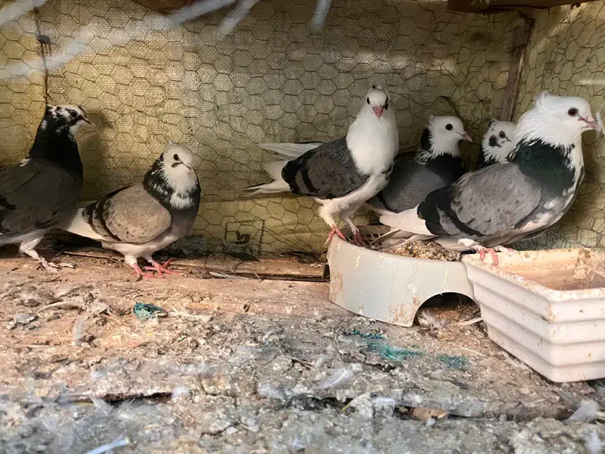 کبوتر شازده|پرنده|عنبرآباد, |دیوار