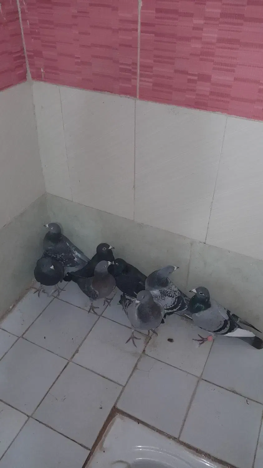 کبوتر پرشی|پرنده|باشتین, |دیوار