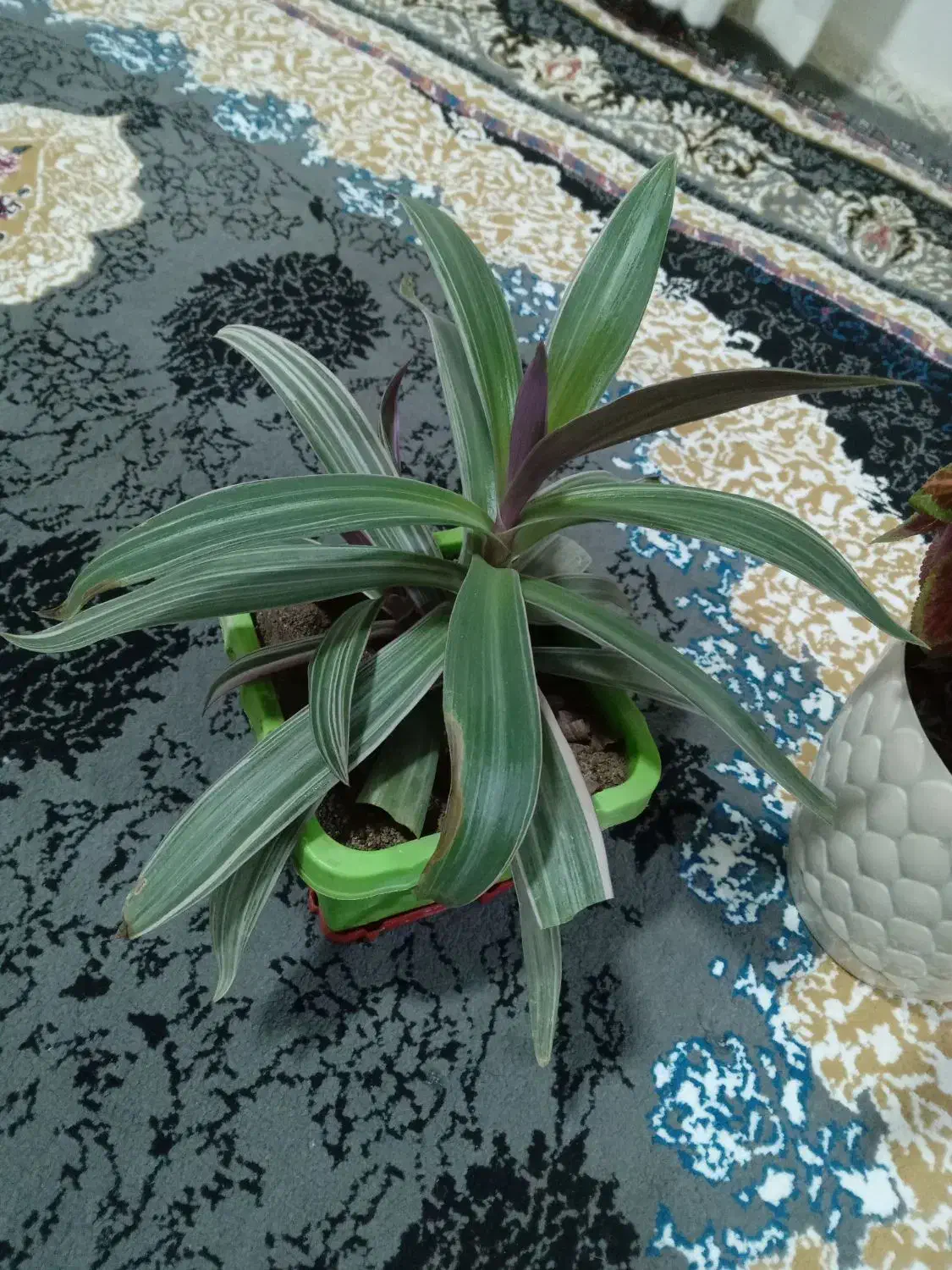 گل فروشی|گل و گیاه طبیعی|پیر سلیمان, |دیوار