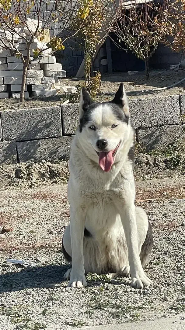 هاسکی|سگ|ارومیه, |دیوار