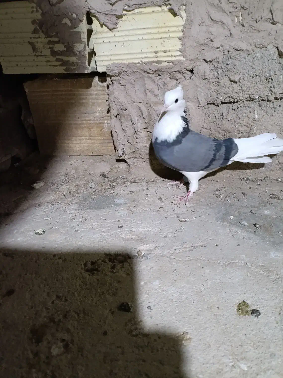 سبز پلنگ ماده کلای|پرنده|بم, |دیوار