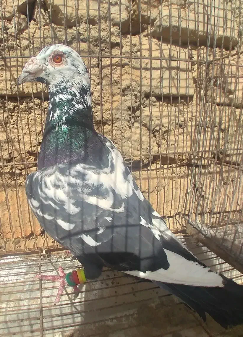 کفتر|پرنده|اسفراین, |دیوار