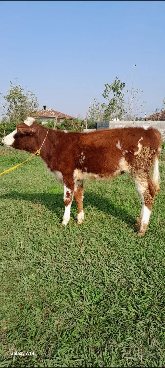 گوساله ماده سیمینتال لیشه گاو|حیوانات مزرعه|رشت, کوی مهر|دیوار