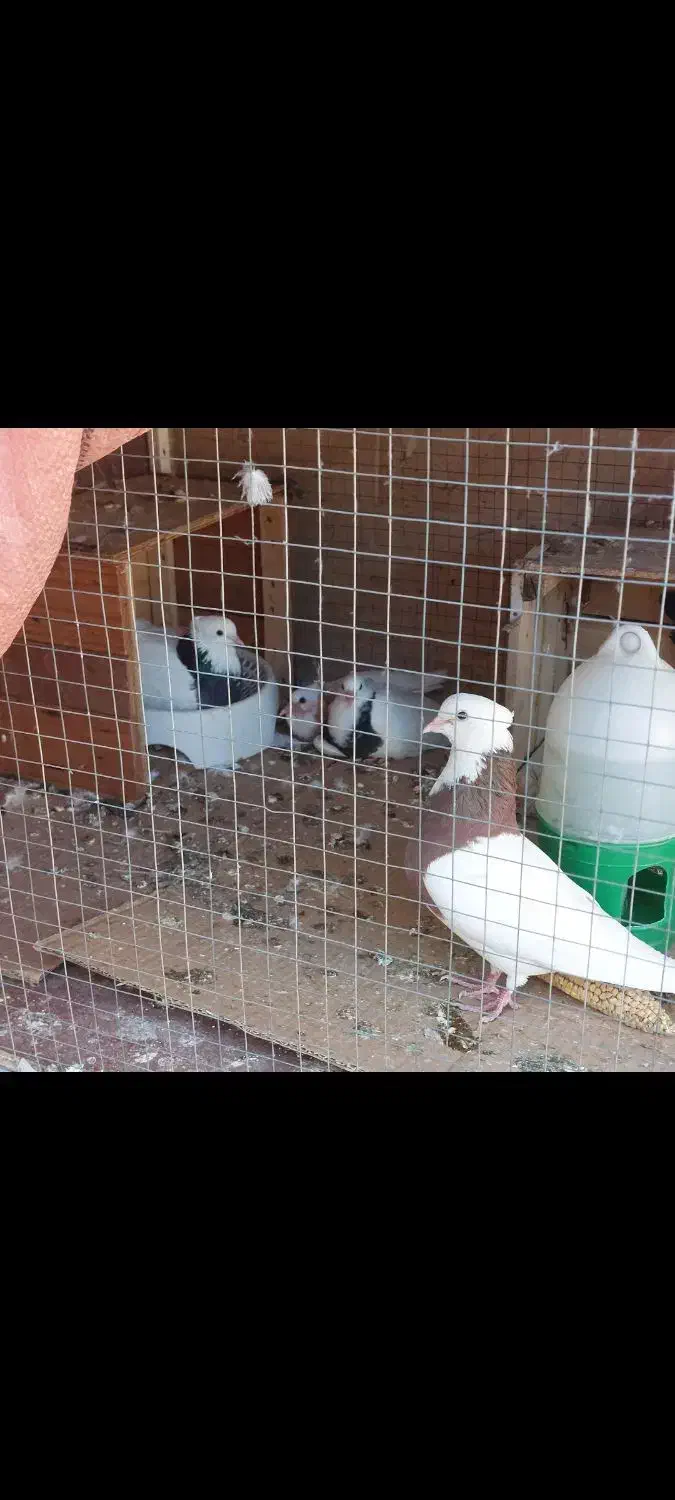 جفت طوقی مولد|پرنده|بندر امام خمینی, |دیوار