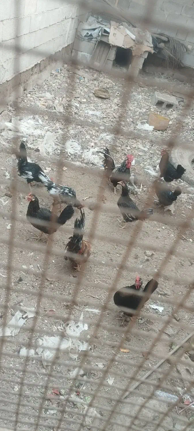 سلام.مرغ.خروس.غاز|حیوانات مزرعه|شادگان, |دیوار