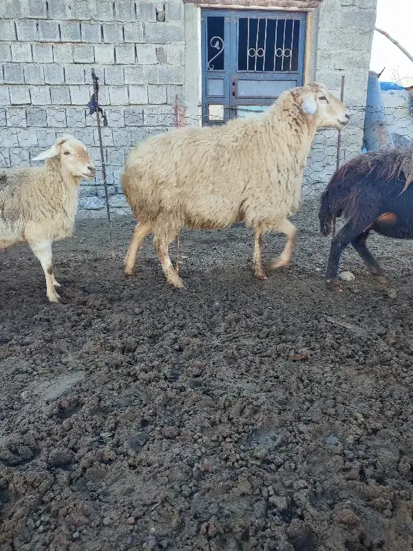 قوچ شیشک|حیوانات مزرعه|مشگین شهر, |دیوار