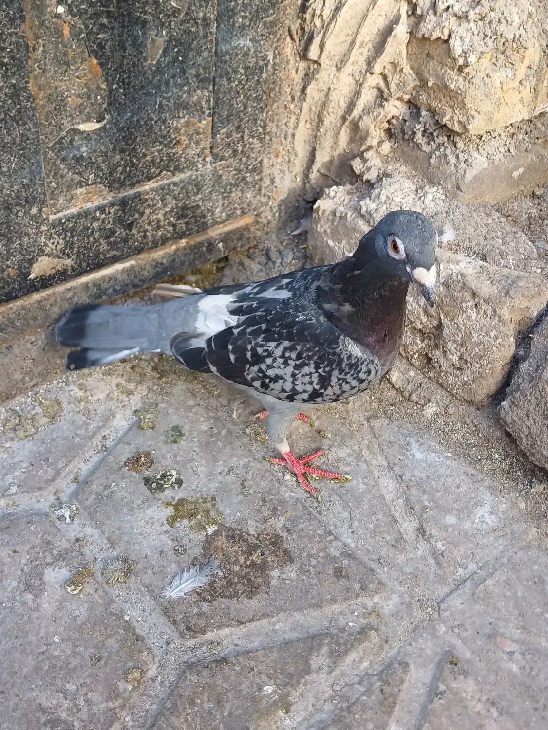 کفتر|کلکسیون اشیاء عتیقه|مشهد, فدک|دیوار