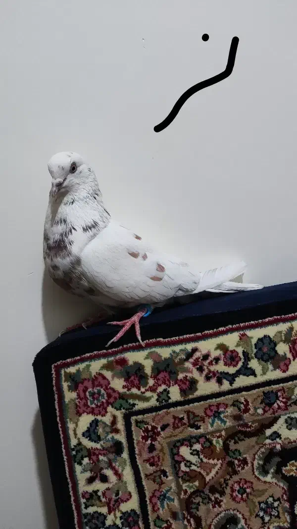 کفتر پرشی|پرنده|شهر ری, ولی آباد|دیوار